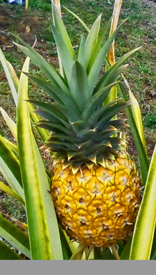 Piña on the Stalk – Darhlene.com