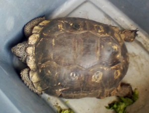 Turtle-Tortoise-Gopher