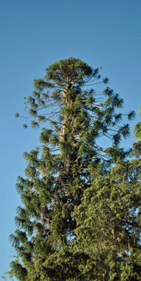 Monkey-Puzzle-Tree-Lemon-Street