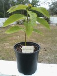 Davenport-Avocado-1FT-WEV