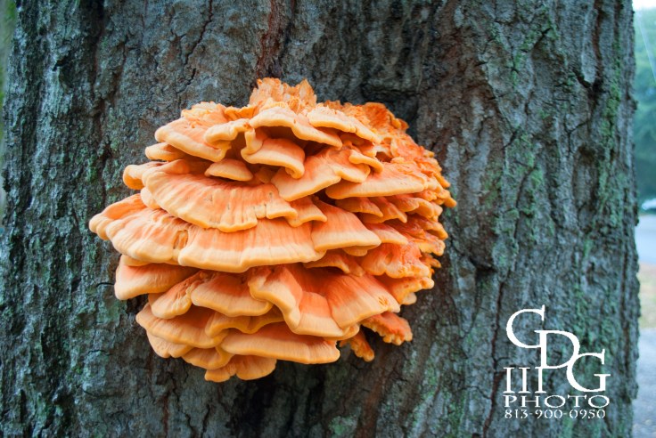 Chicken of the Woods