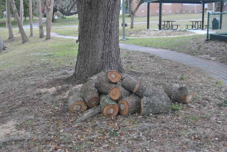 Firewood for the Natives